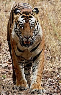 Bandhavgarh National Park