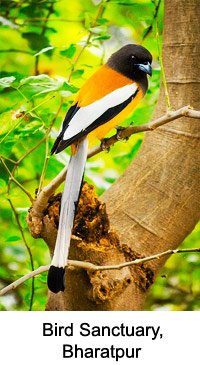 bharatpur bird sanctuary