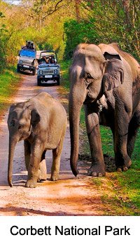 corbatt wildlife safari