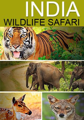 India Wildlife Tour